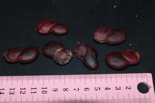 Sindora coriacea