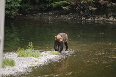 Ursus arctos middendorffi