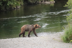 Ursus arctos middendorffi