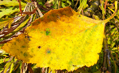 Cryptocline betularum