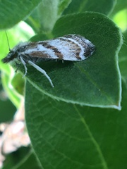 Catoptria trichostomus