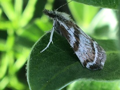 Catoptria trichostomus