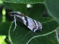 Catoptria trichostomus