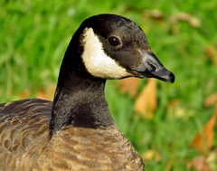 Branta hutchinsii