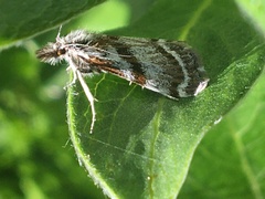 Catoptria trichostomus