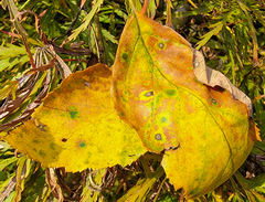 Cryptocline betularum