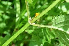 Stachys chamissonis cooleyae