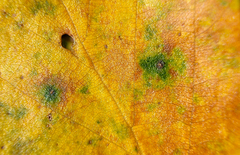 Cryptocline betularum