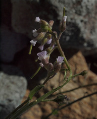 Boechera lyallii