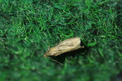 Sciota fumella