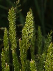 Cynosurus cristatus