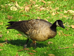 Branta hutchinsii