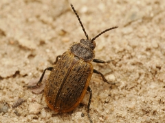 Galeruca interrupta