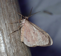 Stamnoctenis pearsalli