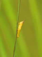 Pseudoxya diminuta