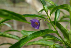 Solanum simile