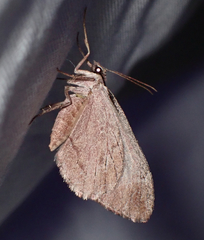 Stamnoctenis pearsalli
