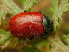 Chrysomela