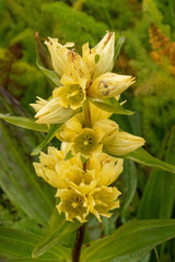 Gentiana burseri