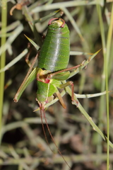 Barbitistes fischeri