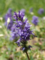 Veronica allionii