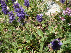 Veronica allionii