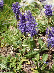 Veronica allionii