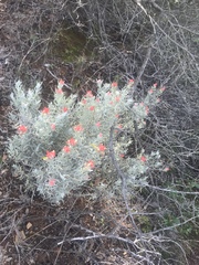 Castilleja hololeuca