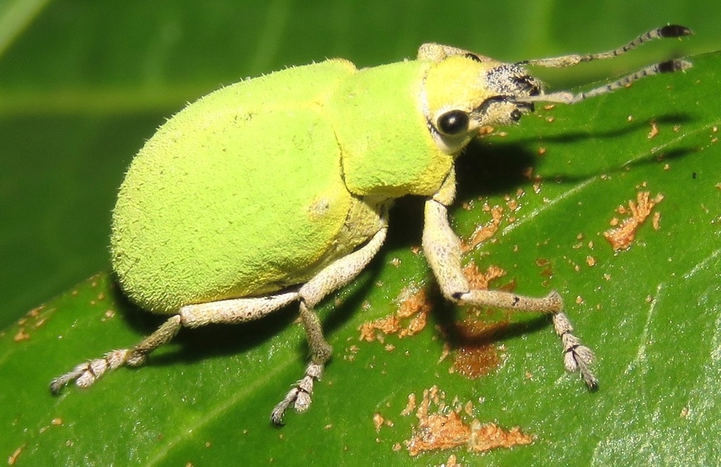 Litostylus diadema