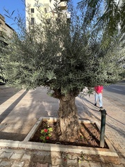 Olea europaea