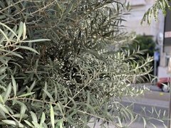 Olea europaea