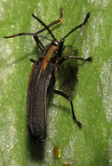 Sceloenopla carinata