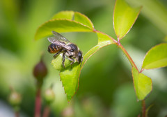 Megachile versicolor