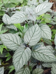 Strobilanthes alternata