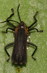 Sceloenopla carinata