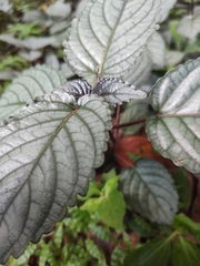 Strobilanthes alternata