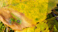 Cryptocline betularum