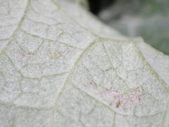 Adenostyles leucophylla