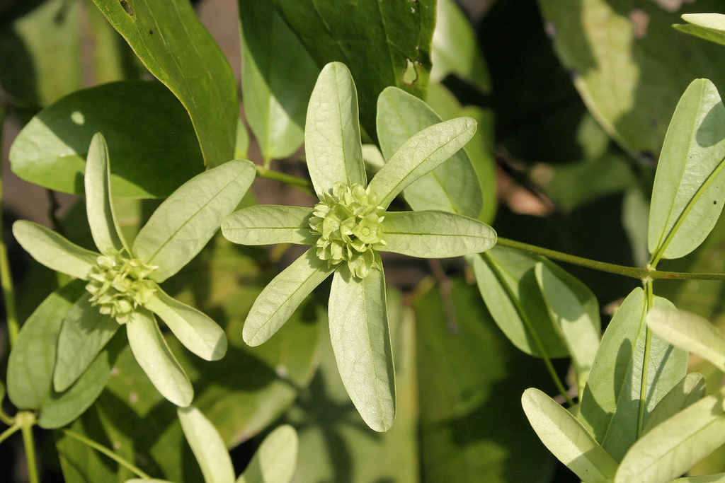Sphenodesme pentandra (Sphenodesme pentandra)