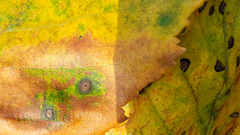 Cryptocline betularum