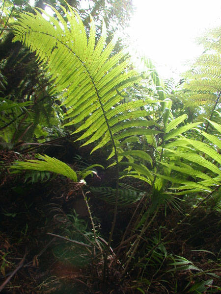Sphaerostephanos
