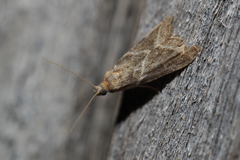 Nyctegretis triangulella