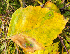 Cryptocline betularum