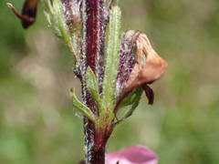 Pedicularis rostratospicata