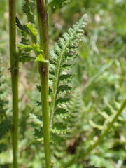Pedicularis rostratospicata