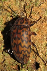 Cymatothes hieroglyphicus