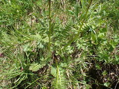 Pedicularis rostratospicata
