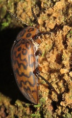 Cymatothes hieroglyphicus