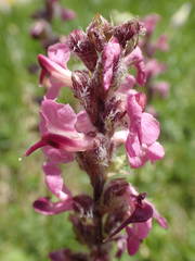 Pedicularis rostratospicata