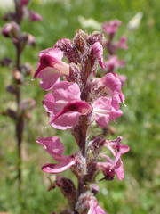 Pedicularis rostratospicata